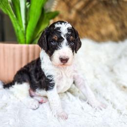 Rocky - Parti male Poodle puppy in Gaylord, Michigan from Dog Mom Co. Poodles