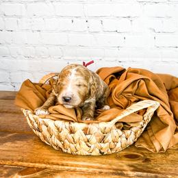 Bernedoodle and Goldendoodle Puppies from Larsen Litters