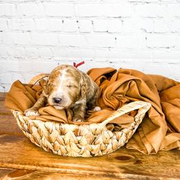 Bernedoodle and Goldendoodle Puppies from Larsen Litters