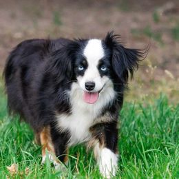 Doli - Toy Australian Shepherd