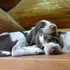 Spinone Italiano Puppies from Maple Hollow Spinone