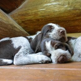 Spinone Italiano Puppies from Maple Hollow Spinone