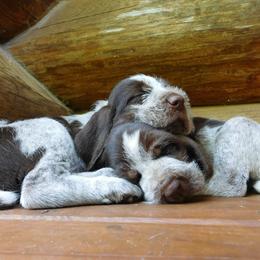 Spinone Italiano Puppies from Maple Hollow Spinone