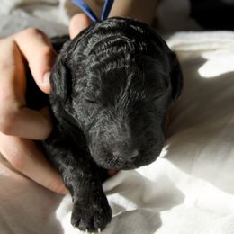 Blue Collar - Boy - Blue male Poodle puppy in Tullahoma, Tennessee from Peaceful Valley Poodles