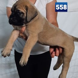 AKC PUP 558 - Fawn male Mastiff puppy in Ava, Missouri from Ozark Mountain Mastiffs