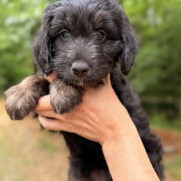 Aussiedoodle, Bordoodle, Goldendoodle, and Poodle Puppies from Korbella Farm