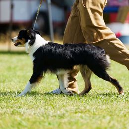 Valkyrie - Miniature American Shepherd