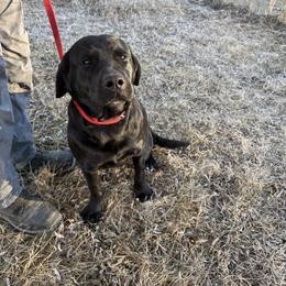 Labrador Retriever puppies from Burress Family Farm and Kennels