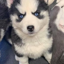 Siberian Husky Puppies from Mill Creek Siberian Huskies