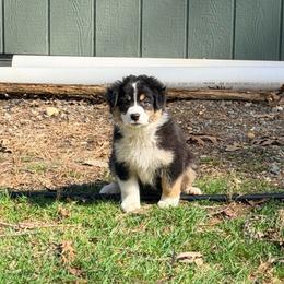 Girl 1 - Black tri-color female Australian Shepherd puppy in Millville, New Jersey from Creekside Canines