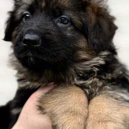 Rocky - Black and red male German Shepherd puppy in Johnstown, Ohio from Vom Haus Neufus
