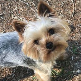 Yogi - Yorkshire Terrier
