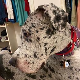 Girl 5 - Merle Great Dane puppy in Lawrenceburg, Indiana from Jordan Giants