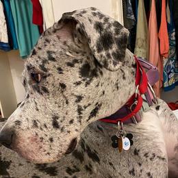 Girl 5 - Merle Great Dane puppy in Lawrenceburg, Indiana from Jordan Giants
