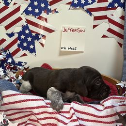 Jefferson - Liver roan male German Shorthaired Pointer puppy in Mineral, Virginia from Blue Kai Kennels