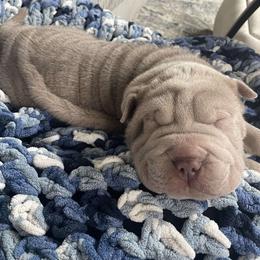 Chinese Shar-Pei Puppies from DCSHARPEI