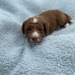 Forrest - Red  male Goldendoodle puppy in Kansas City, Kansas from Bella & Ivy’s Mini Goldendoodles of KC