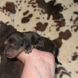 Elaine - Cream female Dachshund puppy in Madisonville, Tennessee from L&A Dachshunds