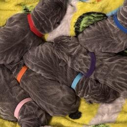 Neapolitan Mastiffs from San Diego Mastiff