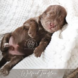 Wilfred - Merle male Cockapoo puppy in Savannah, Georgia from Vino and Vespa Doodles