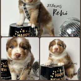 (5) Wishbone - Red merle female Miniature Australian Shepherd puppy in Huntington, Texas from JKKJ Farms