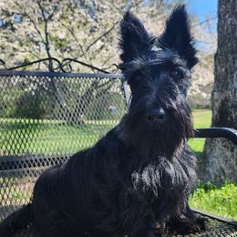 Wallace - Scottish Terrier