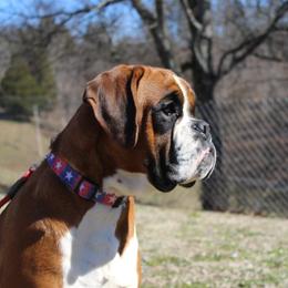 Press - Boxer