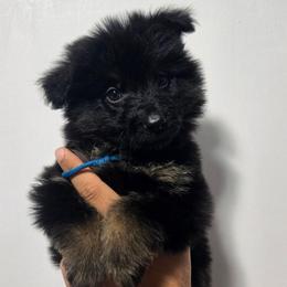 Light Blue Female - Black and tan female German Shepherd puppy in Ocala, Florida from Guardian Shepherds