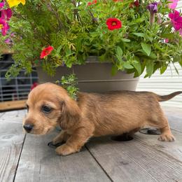 Boy 2 Blue - Sable male Dachshund puppy in Grand Valley, Pennsylvania from Dachshunds on the Hill