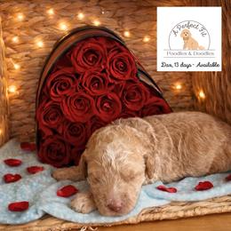 Dax - Apricot male Goldendoodle puppy in Lake Charles, Louisiana from Perfect Fit Poodles & Doodles