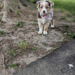 Australian Shepherd Puppies from Hickory Pines farm