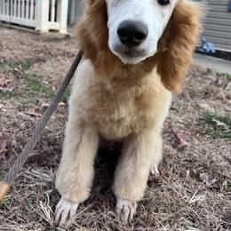 Poodle puppies from Doods & Dolls