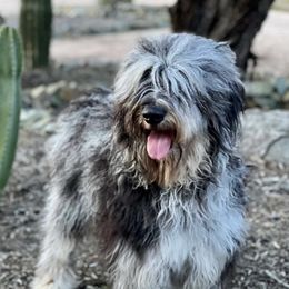 Stormi - Bernedoodle