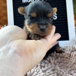 Tiny Girl 2 - Black and gold female Yorkshire Terrier puppy in Charleston, West Virginia from Mountain State Puppies