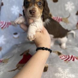 Blitz - Piebald male Dachshund puppy in Oklahoma City, Oklahoma from Barrett’s Doxie Farm