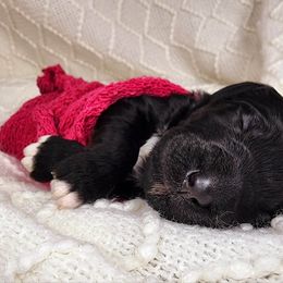 Goldendoodle Puppies from Lucky's Doodlez