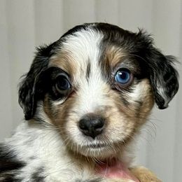Miniature Australian Shepherds and Poodles from Triple J Aussies SD