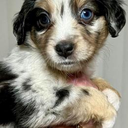 Miniature Australian Shepherds and Poodles from Triple J Aussies SD