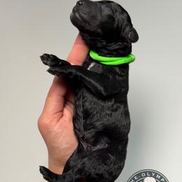 Jet - Black male Poodle puppy in Spring Hills, Florida from The Olympus Standard Poodle
