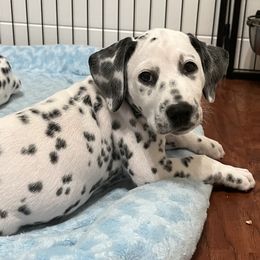 Harper-Yellow Collar - White and black Dalmatian puppy in Northern, New York from Lake City Dals