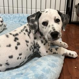 Harper-Yellow Collar - White and black Dalmatian puppy in Northern, New York from Lake City Dals
