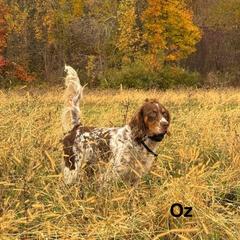 Oz - English Setter