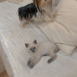 Yorkshire Terrier All Grown Up from Tinypartiyorkies