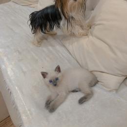Yorkshire Terrier All Grown Up from Tinypartiyorkies