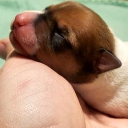 Miniature American Shepherd, Miniature Australian Shepherd, and Rat Terrier Puppies from Rocking 4C