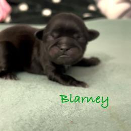 Blarney - Black male Shih Tzu puppy in Vernon, New Jersey from Calta’s Cute Shih Tzu