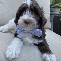 Australian Labradoodle Puppies from Lea Acres Australian Labradoodles