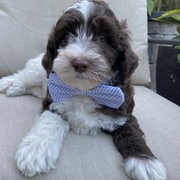 Australian Labradoodle Puppies from Lea Acres Australian Labradoodles