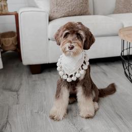 Truly (Guardian Home Opportunity) - Phantom female Goldendoodle puppy in Roanoke Rapids, North Carolina from Sweeter than Honey Doodles