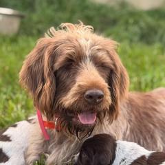 Heart - Wirehaired Pointing Griffon